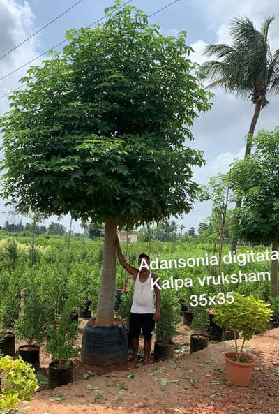 Kala vriksham 36*36 Big plant Available @AG