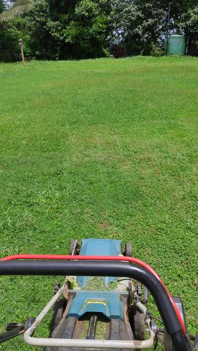 Grass cutting @ KTDC Kondotty 
 #LandscapeGarden  #VerticalGarden  #FlowerGarden  #PearlGrass  #NaturalGrass  #MexicanGrass