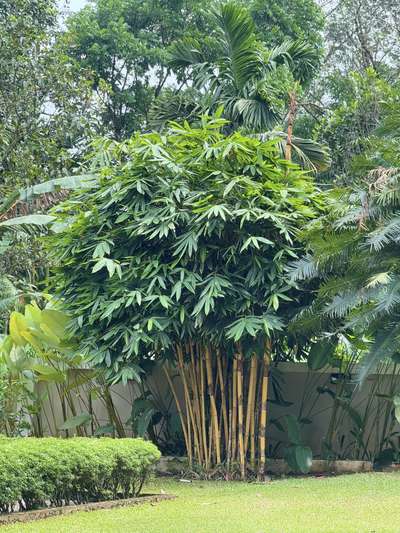 “A house filled with plants is a home filled with life.”
                         Greenzone landscapes 
 #LandscapeIdeas  #LandscapeGarden  #LandscapeDesign  #green  #tropicalvibes