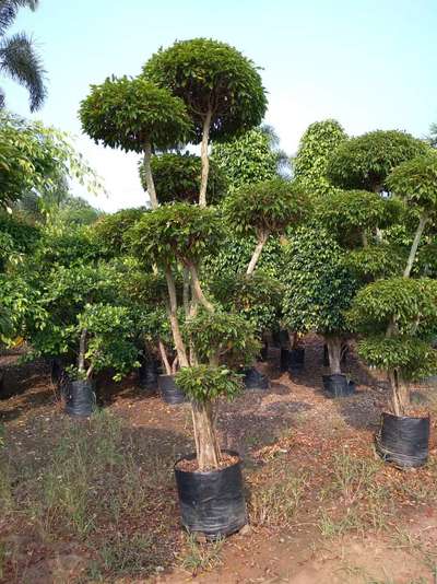 Ficus Topiari 21*21 Available@AG