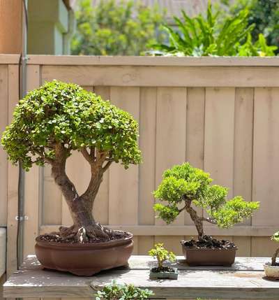 bonsai plants