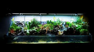 paludarium  #unique  #different  #stylish  #natural