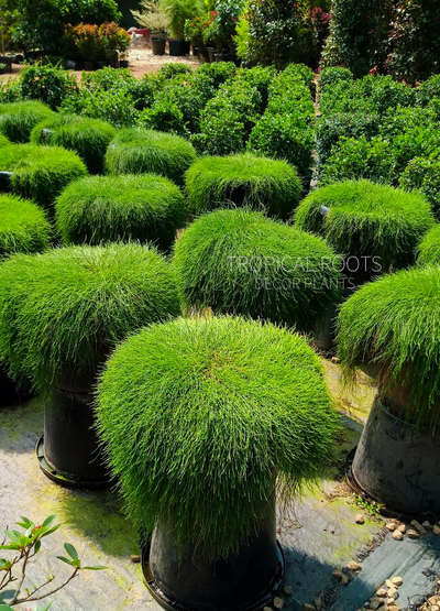 fancy plants #teopical roots landscaping,kochi #casuarina drooping