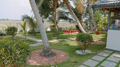 #Garden setting  mexican grass setting