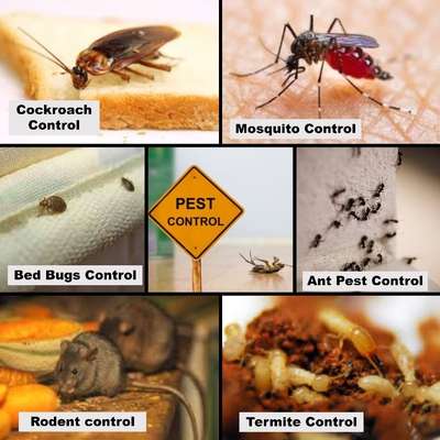 #pestcontrol 🪳🦟🐞🪳🐜🐀🐛
