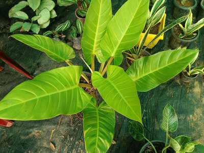 landscape avashiyathinulla plants labhikunath anu