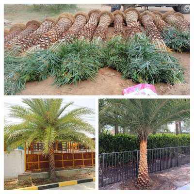 #datespam #datepalm #palm #plant #tree 

MOQ 10 palms
Price: 7000Rs / palm (including transportation and planting)