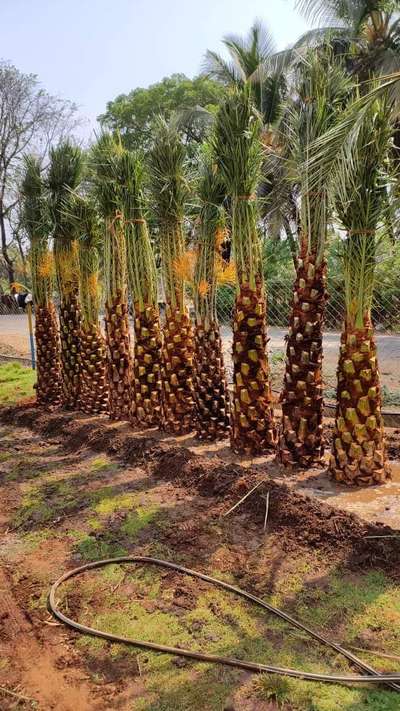 #datespam #datepalm #showplants #palm #LandscapeGarden #cochin #trivantrum #Kollam #Pathanamthitta #Kottayam #ernakulam #Idukki #kumali #munnar