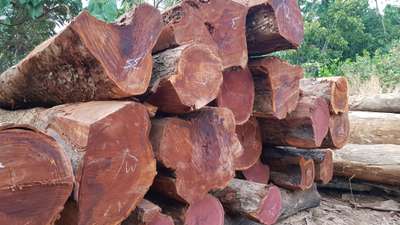 Urippu Round Logs
contact: 9447077102