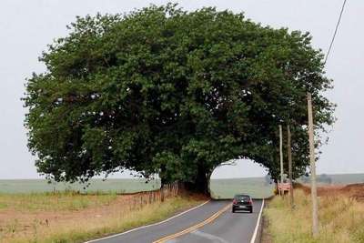 #treeTunnel