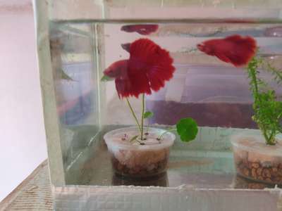 All type of Beta fish Wholesale and Retail
 # bera gish #fighter fish
