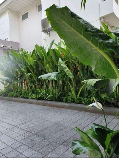 #LandscapeIdeas  #GardeningIdeas