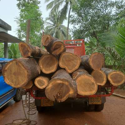 teak wood log  #Teak  #TeakWoodDoors  #teakwood  #teakfurniture  #teakwoodsofa