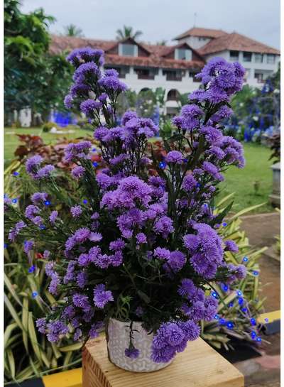 #beutiful  #POTPLANTS  #green2home  #flowervase  #evenmanagement  #decoration