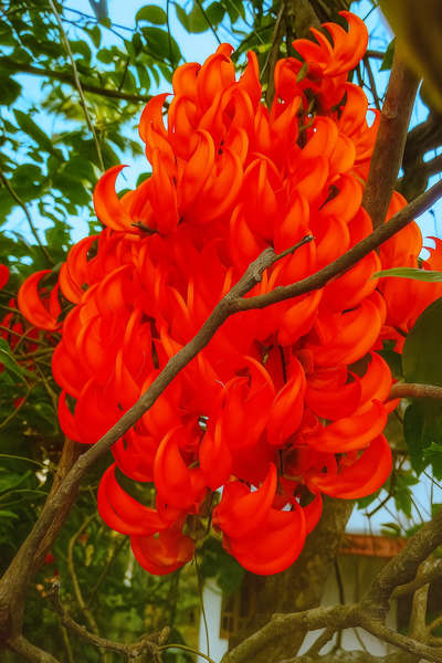 Jade vine plant ഓൺലൈൻ ആയി വളരെ അധികം അയച്ചു കൊടുക്കാൻ സാധിച്ചു. ഇനി ഒരു 6 ചെടി മാത്രമേ മിച്ചം ഉള്ളൂ. അനുഭവത്തിൽ Dtdc courier service വളരെ മോശം ആണ്. ഒരു ഉത്തരവാദിത്തവും ഇല്ല.  #LandscapeGarden #plantlovers #creeperplants