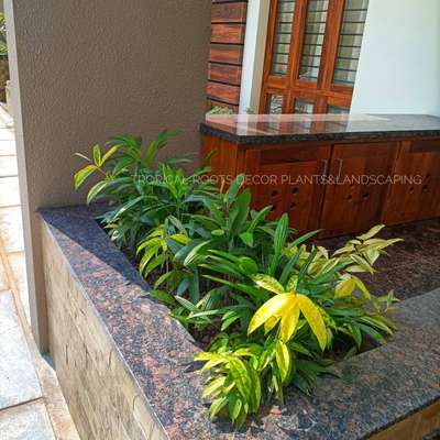 tropical roots landscaping #client location Angamaly, Ernakulam