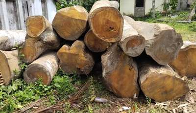 wood for sale aanjili plavu teake mahagani