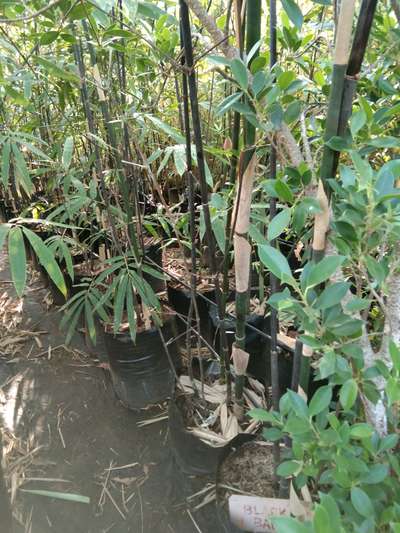 Black Bamboo Big height Plant Available@AG