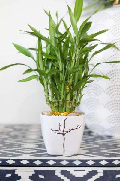 Table top gardening