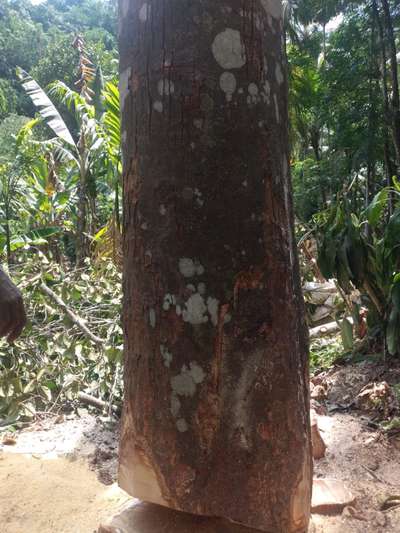 വീട് പണിക്ക് ആവശ്യമായ നല്ല വിളഞ്ഞ ആഞ്ഞിലിമരം ആവശ്യമുള്ളവർ ബന്ധപ്പെടുക
TVM.8848292113