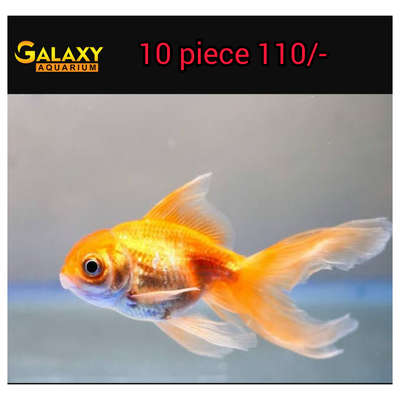 #goldfish #aquarium  #wall_aquarium