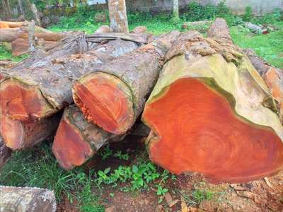 നല്ല പഴക്കമുള്ള ആഞ്ഞിലി പ്ലാവ് മഹാഗണി തേക്ക് ആവശ്യക്കാർ ബന്ധപ്പെടുക8848292113 സ്ഥലം തിരുവനന്തപുരം