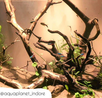 ✨ contact - 9111913955✨ 4ft Wild Biotope...Fishtank with real plants , wood and rocks , real environment created for fish with real material. 
.
.
.
#fishtank #InteriorDesigner #HomeDecor #LivingRoomTable #drawingroom #BedroomDecor #luxuryhome #villa #aquarium