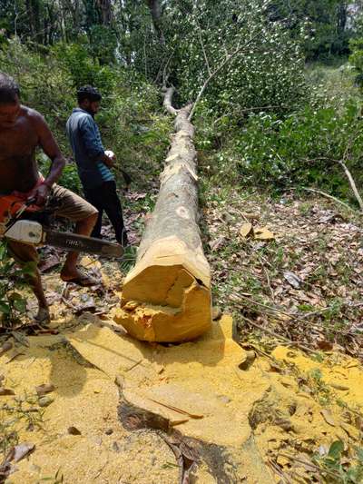 നല്ല പഴക്കമുള്ള പ്ലാവ് സെറ്റിൽമെന്റ് തടി ആവിശ്യം ഉള്ളവർ വിളിക്കുക TVM
8848292113