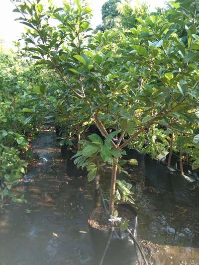 Krakka Fruit plant big Size Available@AG