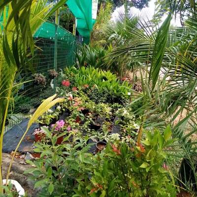 all types of garden plants