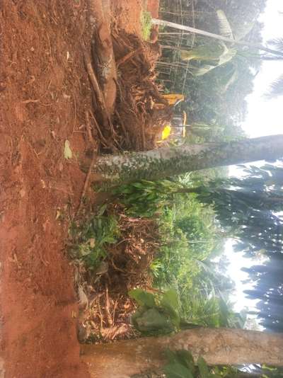 മരത്തിന്റെ വേരും 'ബാക്കിയും കൊണ്ടു പോകുന്നവർ ഉണ്ടോ