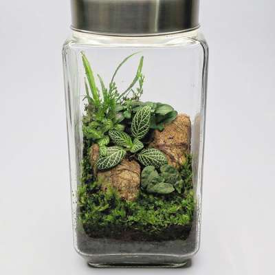 Jungle in a jar, that's how everyone feels and what about you?

#terrarium #moss #IndoorPlants #GardeningIdeas #indoorgarden