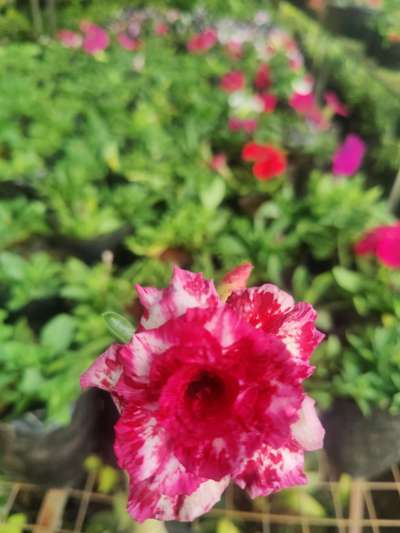 Desert Rose #adenium #mulamoottilgardens  #nilamel #kilimanoor