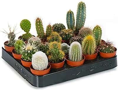 cactus plant
 #IndoorPlants