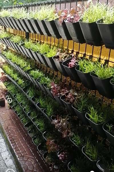 മിതമായ നിരക്കിൽ vertical garden സെറ്റ് ചെയ്തു കൊടുക്കുന്നു. പട്ടാമ്പിയിലും സമീപപ്രദേശങ്ങളിലും. കൂടാതെ വെറൈറ്റി ചെടികൾ, പൂച്ചട്ടികൾ തുടങ്ങിയവയുടെ കളക്ഷൻ. Garden Gate nursery aquarium and pet shop, നിള ഹോസ്പിറ്റലിന് സമീപം, പള്ളിപ്പുറം റോഡ് ,പട്ടാമ്പി 8129160394