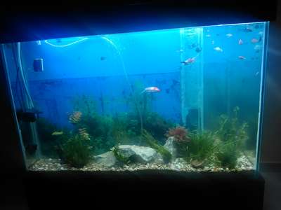 Marine fish tanks