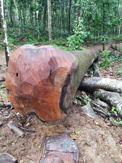 ഈ ഫോട്ടോയിൽ കാണുന്ന വലിയ സൈസ് ആഞ്ഞിലി തടികൾ വില്പനയ്ക് ആവിശ്യകാർ നമ്പർ തരു നല്ല പഴക്കവും ഉറപ്പുമുള്ള തടികളാണ്