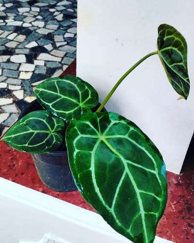 Anthorium  #anthurium