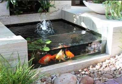 #koifish #koipond #fish #pond #waterfeature