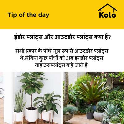 इंडोर प्लांट्स और आउटडोर प्लांट्स क्या हैं?
 #tip  #tips  #IndoorPlants  #outdoorplant #interiordecor