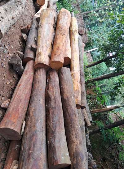 All type of wood for sale round or piece
എല്ലാവിധ മര ഉരുപ്പടികളും ലഭ്യമാണ് 

Place : കൂത്തുപറമ്പ്
മൊത്തമായും ആയും ഉരുപ്പടി ആയും ലഭ്യമാണ്

തേക്ക്, പ്ലാവ്, അഞ്ഞിൽ, വേങ്ങ, മഹാഗണി, ഇരൂൾ, മുതലായ അക്വാഷ്യ മാഞ്ചിയം തുടങ്ങിയ 
എല്ലാവിധ മരങ്ങളും മൊത്തമായും ഉരുപ്പടികളയും ലഭ്യമാണ്

Teak price 2 ft വരെ 850
                   2ft to 4ft വരെ 1400
                   2ft to 5ft വരെ 2100
പ്ലാവ് price 2 ft to 5ft 1700

For more content 9946611306