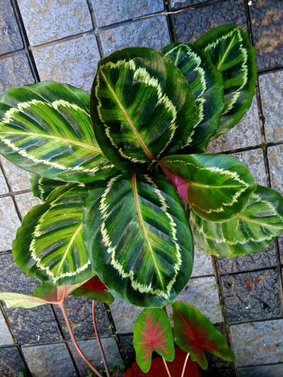 #IndoorPlants
calathea
₹185