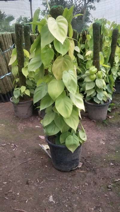 #Goldenpothos #moneyplant #IndoorPlants #BalconyGarden