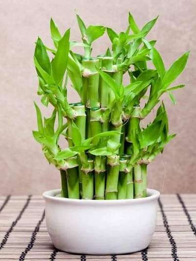 Table top gardening