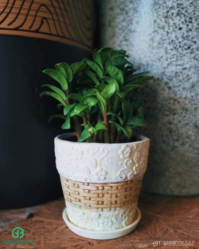 #HomeDecor #ceramicpots #IndoorPlants