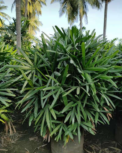 Finger Palm 21*21 & 13*13 Bulk qty Available@AG