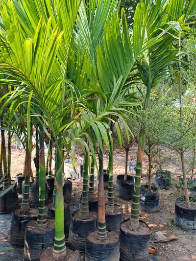 Supari, Kentia and Foxtail palm available in Quilon Nursery(kollam) 
Contact 9778677277
 #Kollam #palm #GardeningIdeas #LandscapeDesign #plants