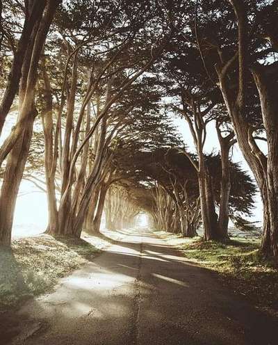 #treeTunnel