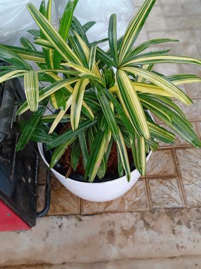 #IndoorPlants #Indoor  # #indoorpots #BalconyGarden  #GardeningIdeas
fingerpalm verigated
