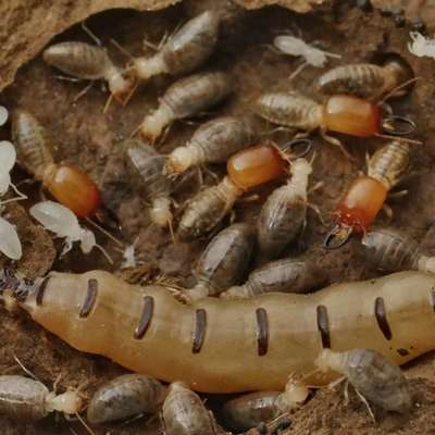 #pestcontrol  #Anti-Termite  #cockrochescontrol #bedbugs